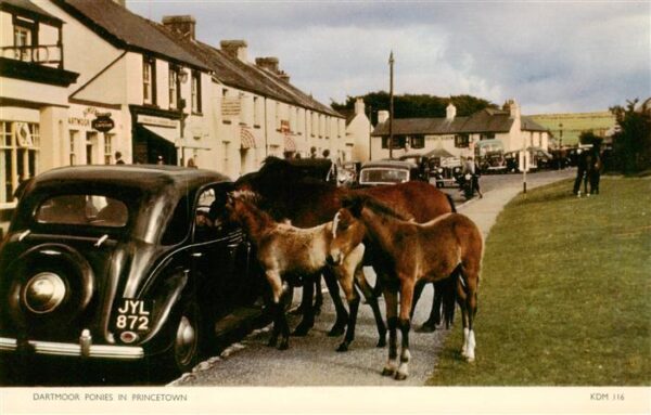 Princetown  UK Dartmoor Ponies