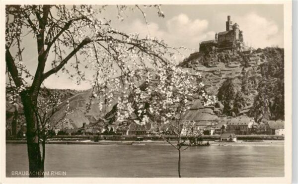Braubach Rhein Blick ueber den Rhein zur Marksburg Baumbluete