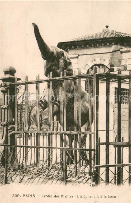 Elefant Paris