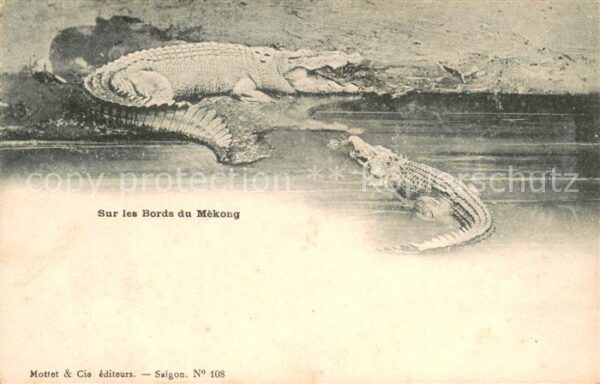 Krokodile Sur les Bords du Mekomg