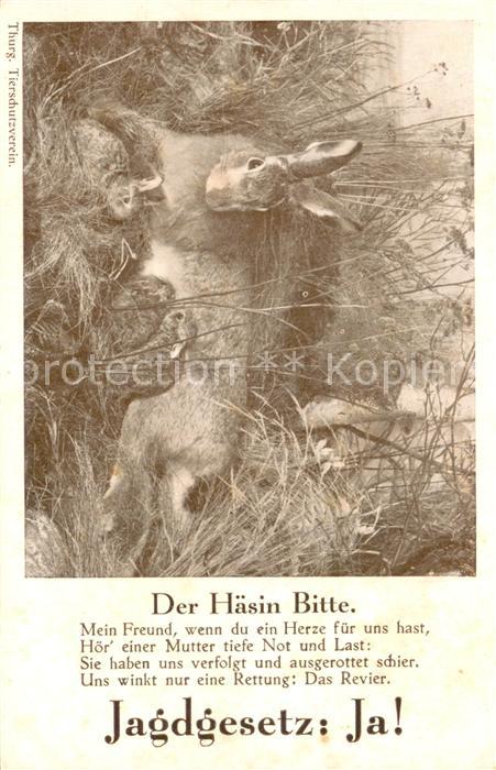 Hasen Jagdgesetr Der Haesin Bitte