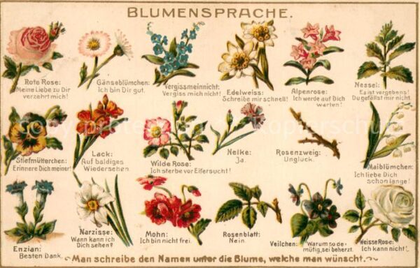 Blumen Blumensprache
