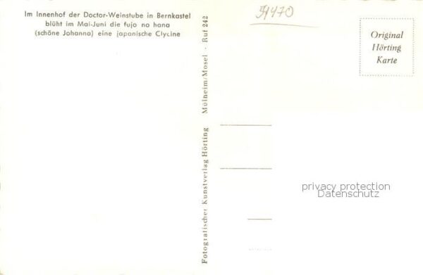 Bernkastel-Kues Doctor-Weinstube Innenhof Fujo no hana-Japanische Cycline – Bild 2