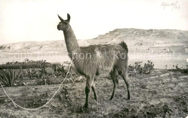 Lima  Peru Lama
