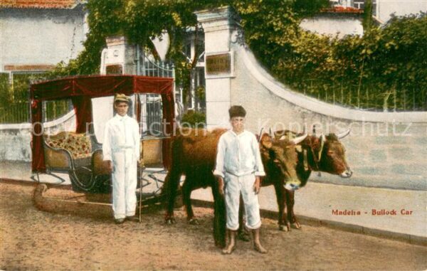 Madeira  Portugal Bullock Car