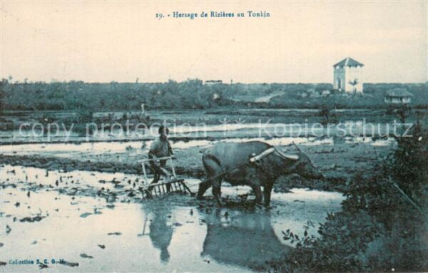 Tonkin Vietnam Hersage de Rizières