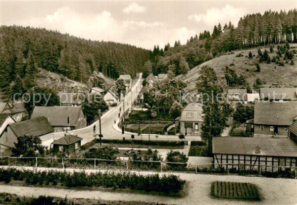 Tanne Harz Teilansicht
