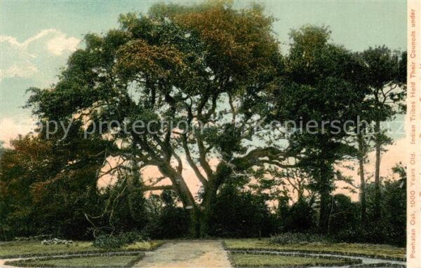 Powhatan Virginia USA Alter Baum