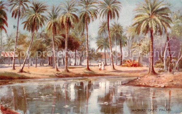 Madras  Tamil Nadu India Date Palms