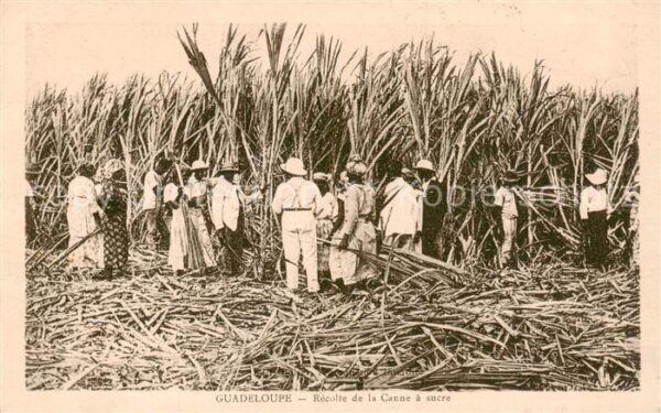 Guadeloupe Reculte de la Canne a sucre