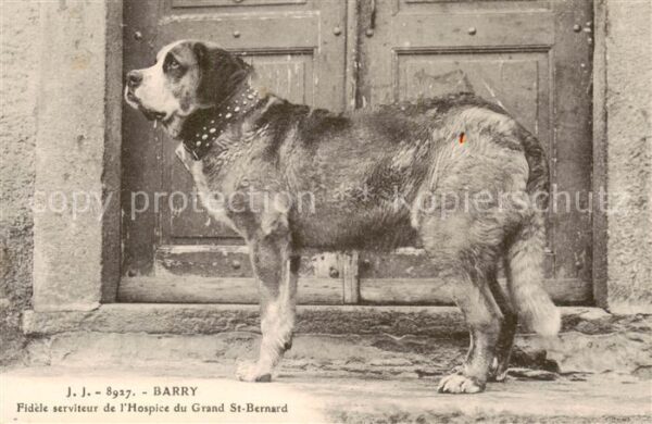 Hunde J.J-8927 Barry
