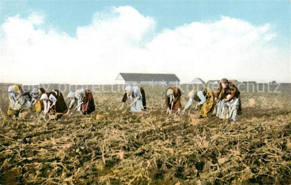 Landwirtschaft Kartoffelaufnahme in Livland