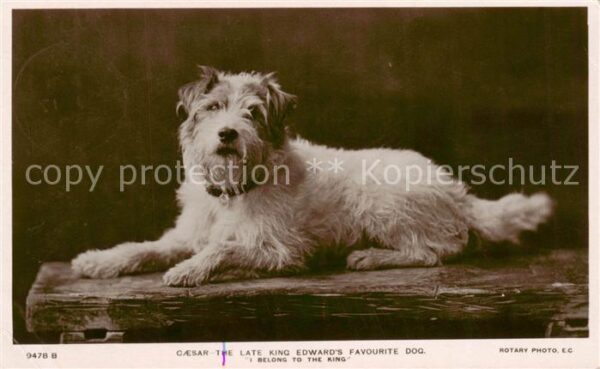 Hunde dogs chiens Caesar Adel UK