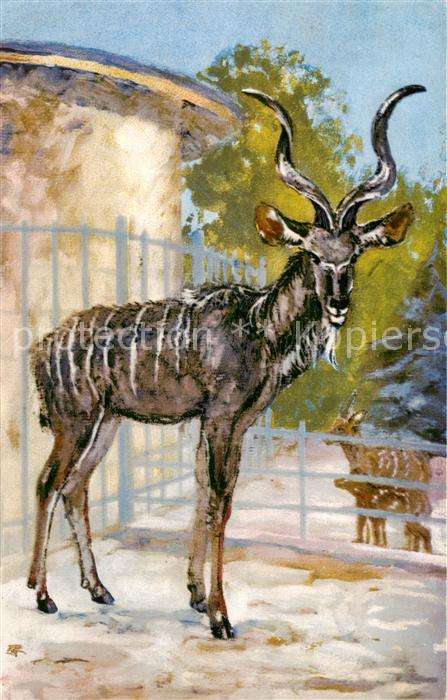 Zoo Kuduantilope Bassel