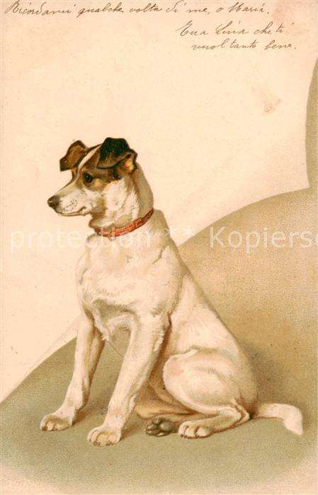 Hunde dogs chiens Hund sitzt