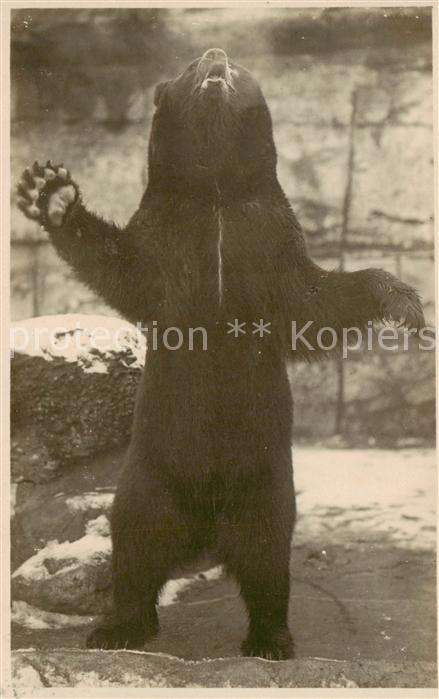 Zoo Braunbaer Bern Foto