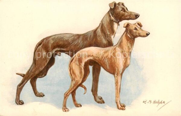Hunde dogs chiens Windhunde Hollyer