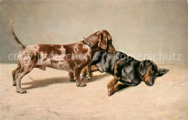 Dackel Dachshund Teckel Hunde dogs Chiens Cani Spielende Dackel