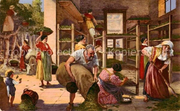 Landwirtschaft Otto Pilny Seidenzucht in 16 J.h