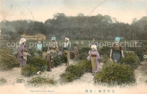Japan Landwirtschaft Tea Leef of Up Kyoto