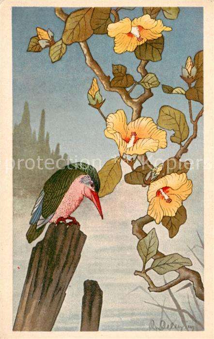 Voegel Birds Oiseaux Eisvogel