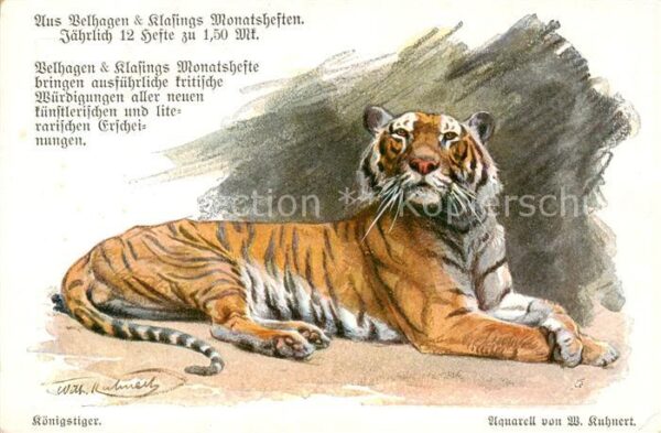 Tiger  Tigre Koenigstiger W. Kuhnert