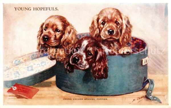 Hunde dogs chiens-- Cocker Spaniel Young Hopfefuls Valentines