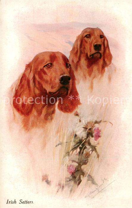 Hunde dogs chiens Irish Setters Litho
