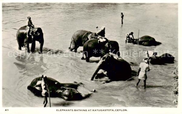 Elefant Baden Katugastota Ceylon