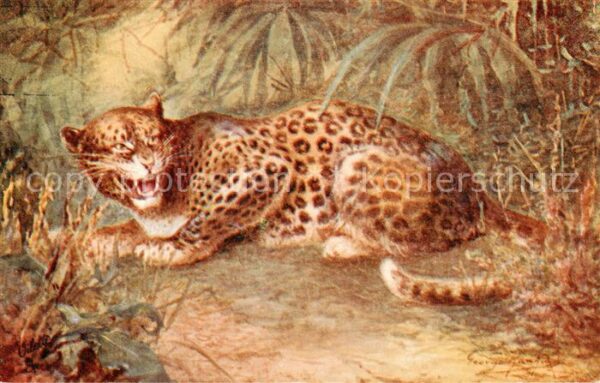 Verlag Tucks Oilette Serie Nr. Nr.8785 Leopard