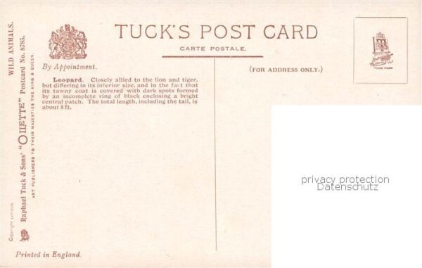 Verlag Tucks Oilette Serie Nr. Nr.8785 Leopard – Bild 2