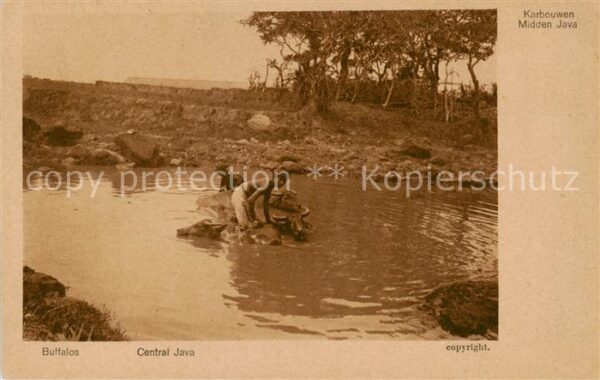 Indonesia Indonesien  NL Kolonie Central Java Buffalos
