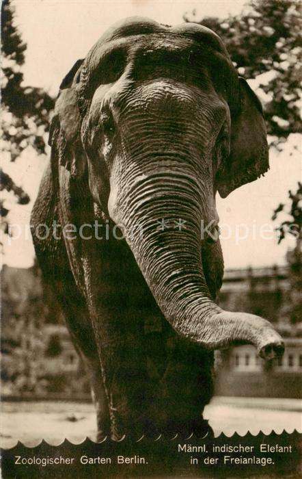 Elefant Zoologischer Garten Berlin