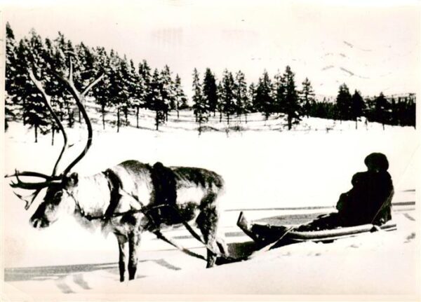 Elch Lappl Lappland