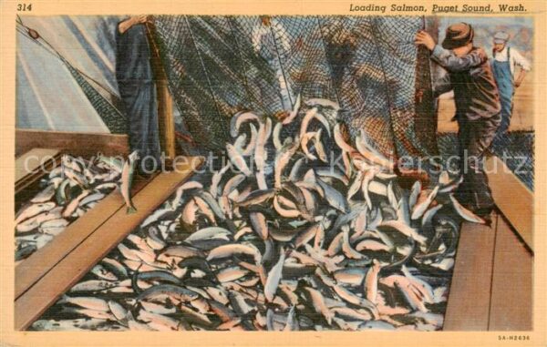 Seattle Washington USA Loading Salmon Puget Sound