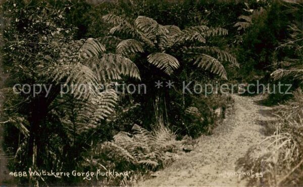 Auckland NZ Waitakerie George Auckland