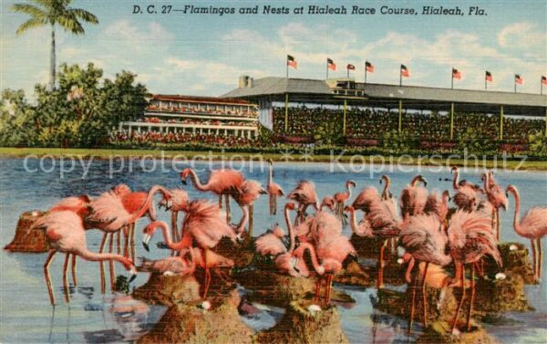 Hialeah Florida USA Flamingos and Nests at Hialeah Race Course