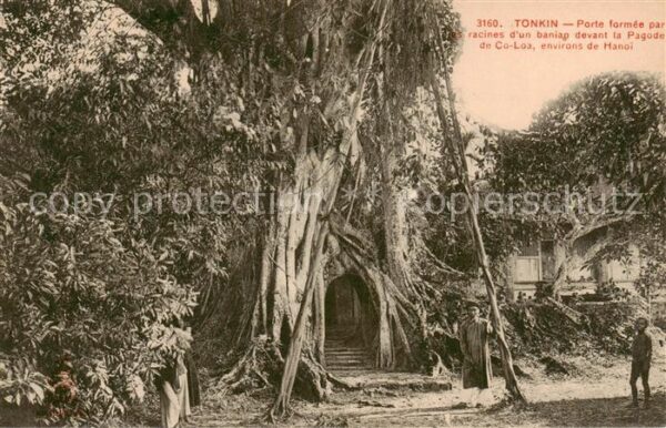 Tonkin Vietnam Porte formee par racines d’un baniap devant la Pagode de Co Los