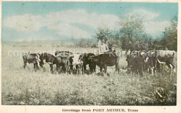Port Arthur Texas USA Rinderherde