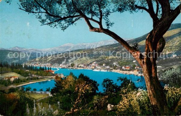 Gravosa Gruz Croatia Panorama mit oelbaum