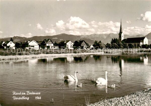 Hard Vorarlberg Uferpartie am See Schwaene Blick zur Kirche