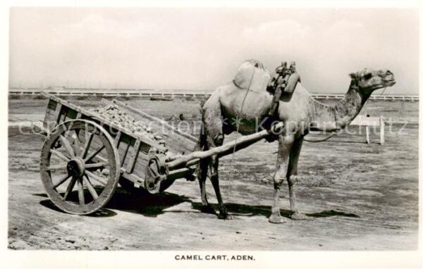 Aden Jemen Camel Cart