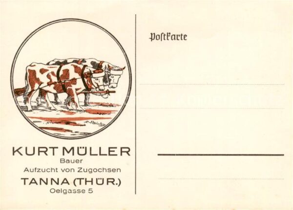 Tanna Aufzucht von Zugochsen Bauer Kurt Mueller