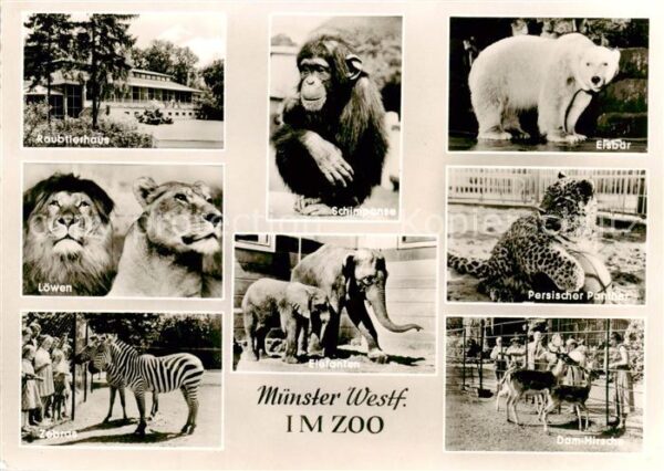 Muenster  Westfalen Raubtierhaus Loewen Zebras Schimpanse Elefanten Eisbaer Pant