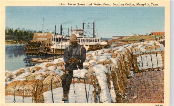 Memphis Tennessee Levee Scene and Water Front Loading Cotton
