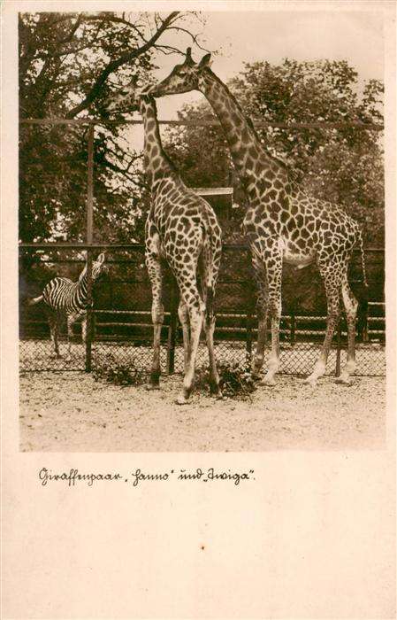 Giraffe Zoologischer Garten Stadt Halle Hanno und Twiga