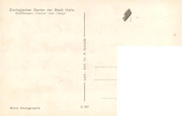 Giraffe Zoologischer Garten Stadt Halle Hanno und Twiga – Bild 2