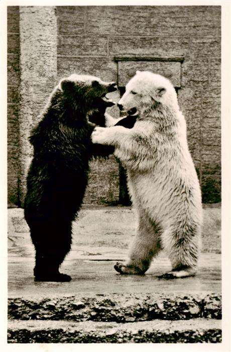Eisbaer Icebear Ours Polaire Muenchener Tierpark Hellabrunn Braunbaer
