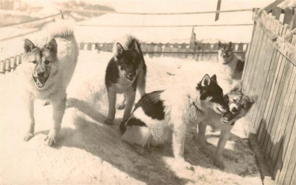 Hunde dogs chiens Polarhunde Jungfraubahn
