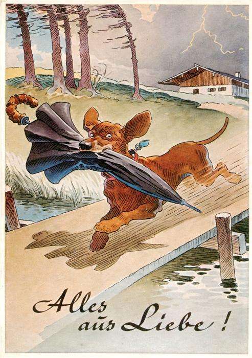 Dackel Dachshund Teckel Hunde dogs Chiens Cani Regenschirm